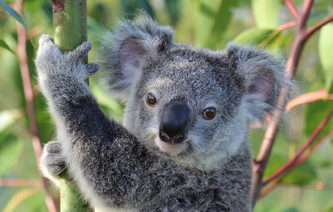 Koala Australia Zoo