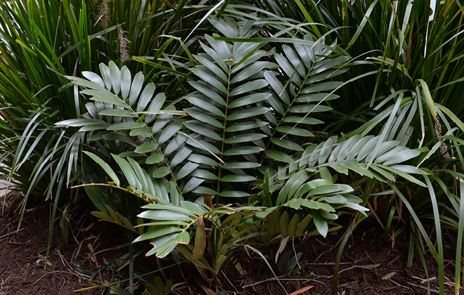 Cardboard Cycad Flora