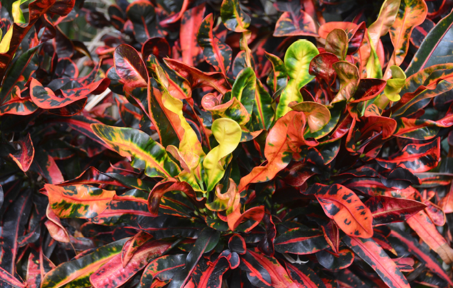 Croton Mammy Flora