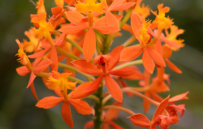 Crucifix Orchid Flora