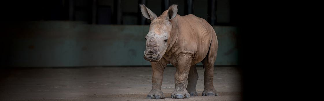 Carrie the Southern White Rhino walking in her home.