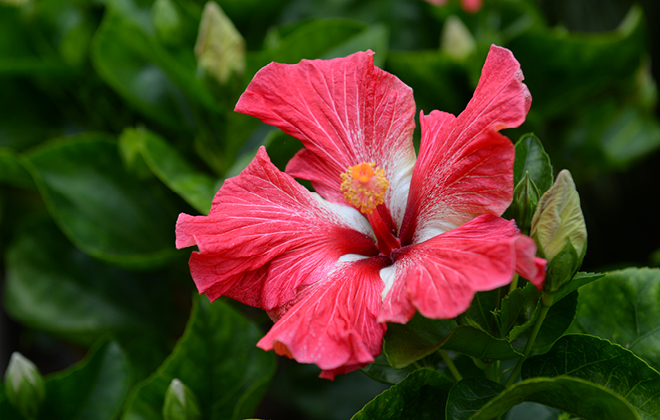 Daniel Morcombe Hibiscus Flore