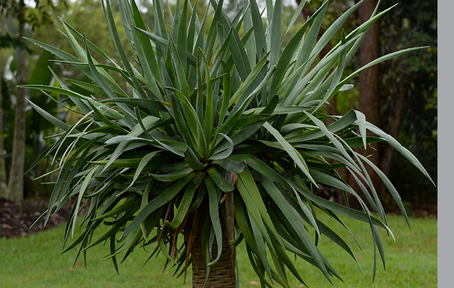 Dragon Tree Flora
