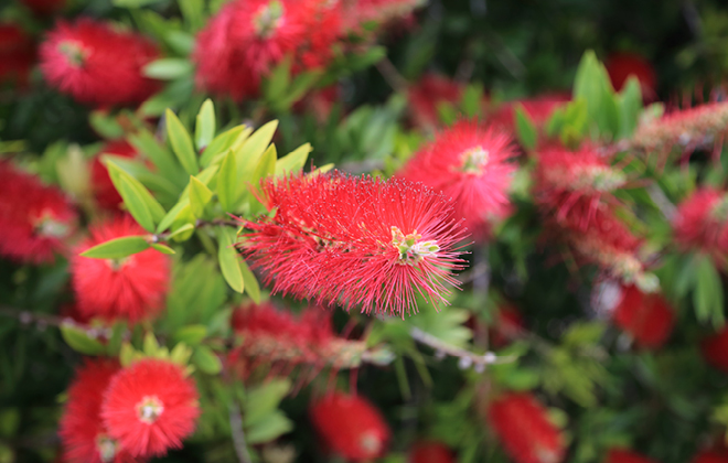 Dwarf Bottle Brush Flora