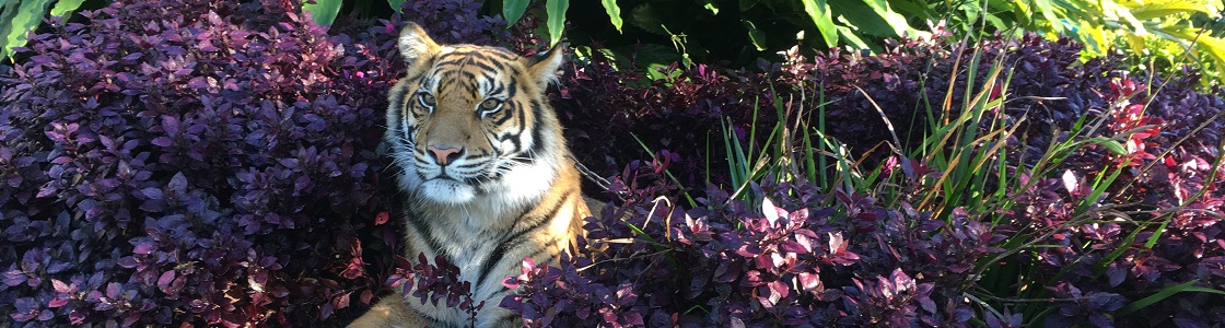 Delilah the Sumatran Tiger laying in a purple bush.
