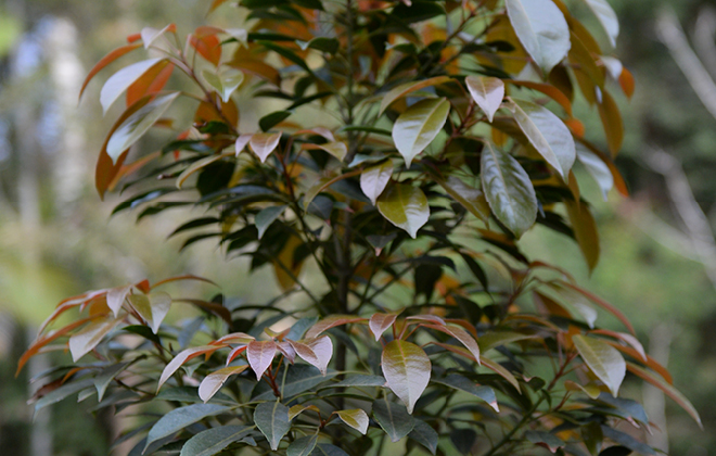 Eumundi Quandong Flora