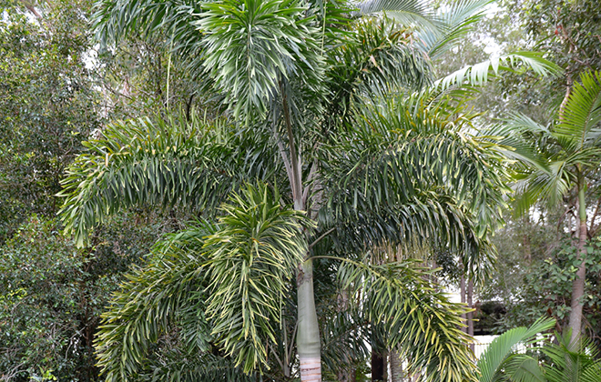 Foxtail Palm Flora