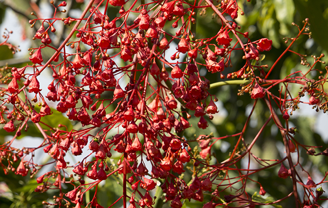 Illawarra Flame Tree Flora