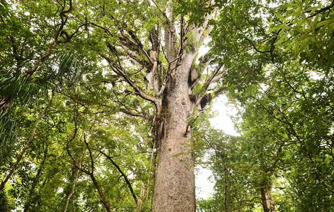 Kauri Pine Flora