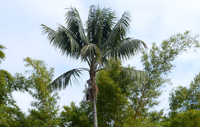 Kentia Pine Flora