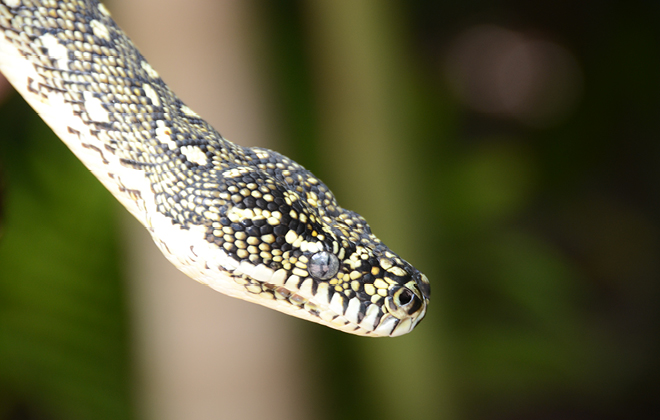 Diamond Python - Australia Zoo