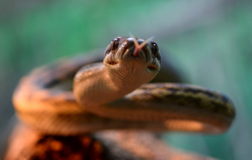 Check our our Scrub Python s at Australia Zoo