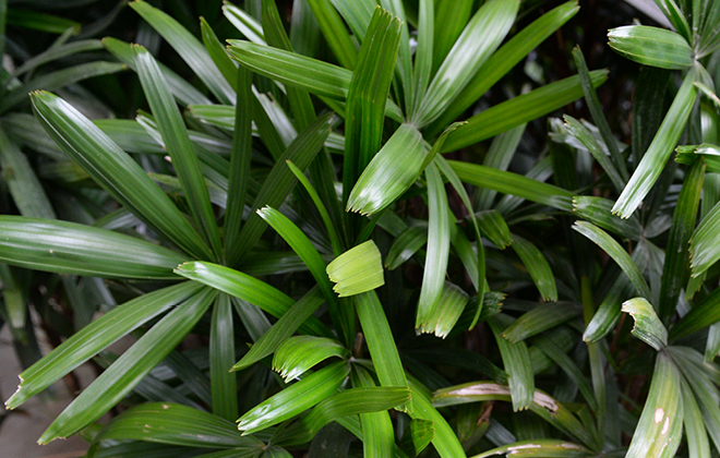 Rhapis Palm Flora