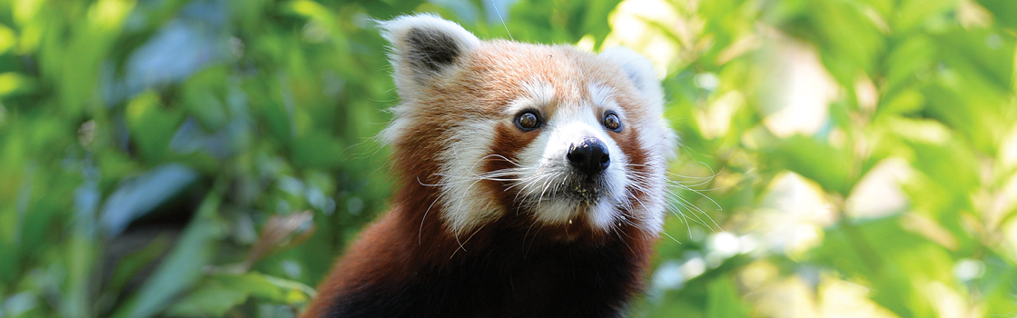 Ravi the Red Panda from neck up showing face details.