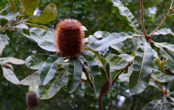 Swap Banksia Flora