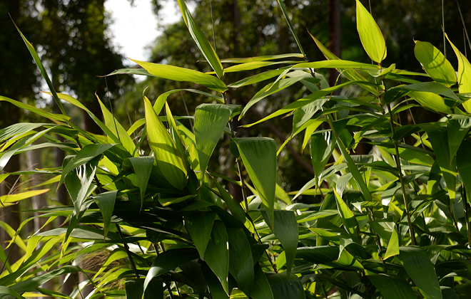 Tiger Grass Flora
