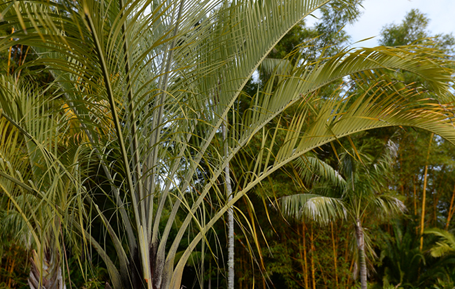 Triangle Palm Flora