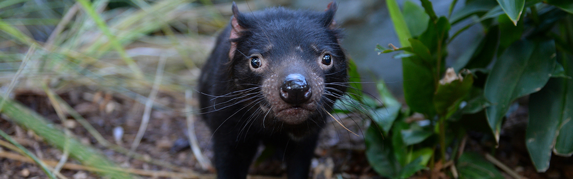Titus the Tasmanian Devil looking at the camera.
