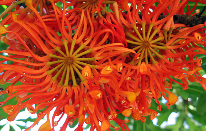 Wheel of Fire Flora