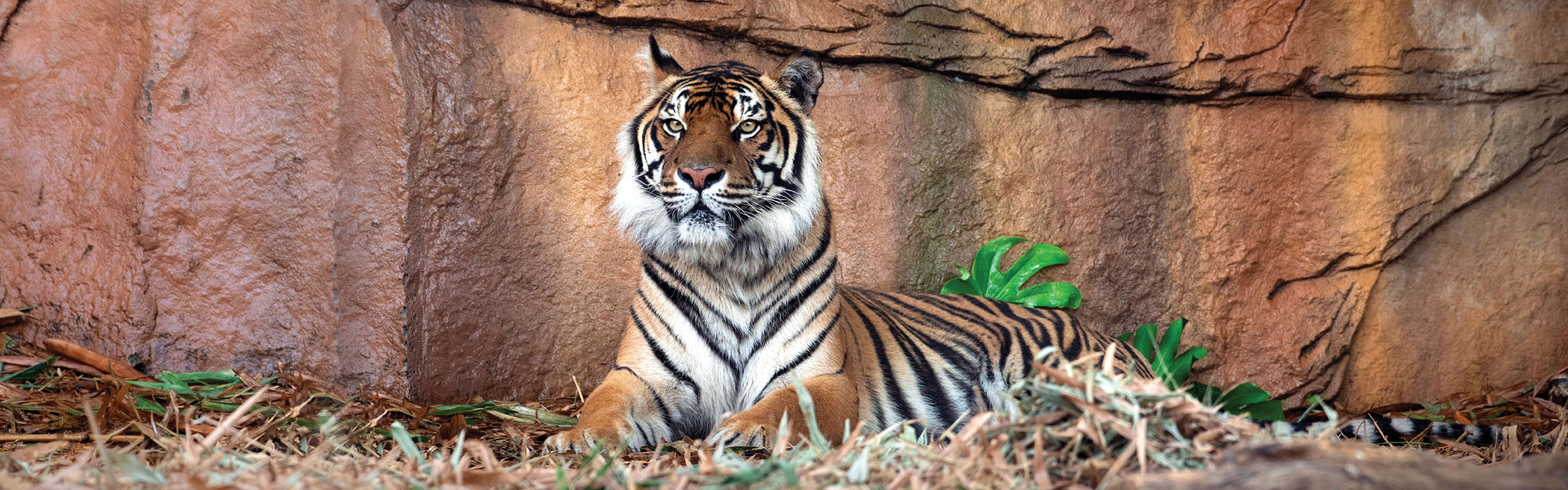 Adopt-BengalTiger-Charlie2240x700