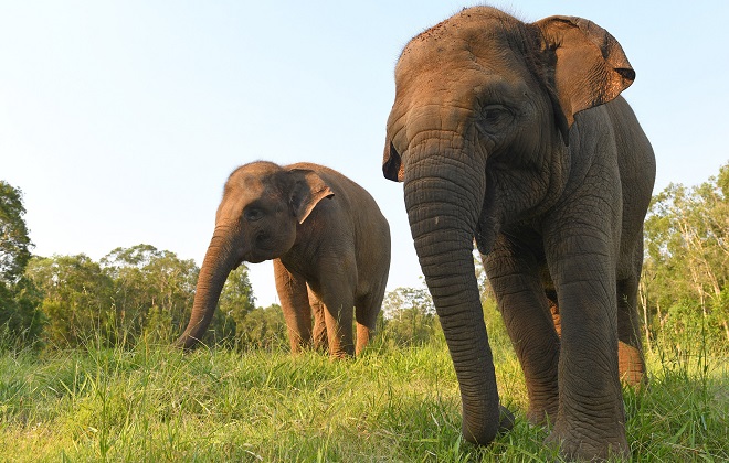 Check out our Sumatran Elephants at Australia Zoo