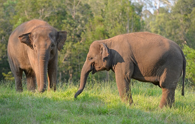 Check out our Sumatran Elephants at Australia Zoo