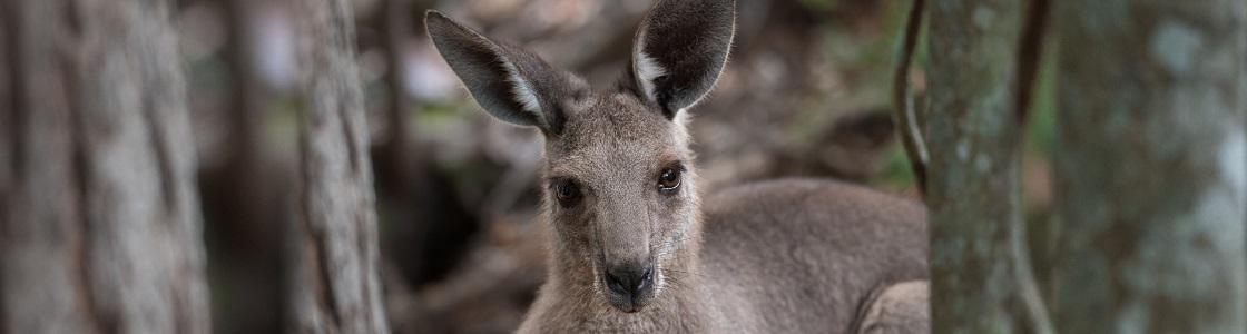 5955_AZ_Adopt_Melman_2240x700_WEB