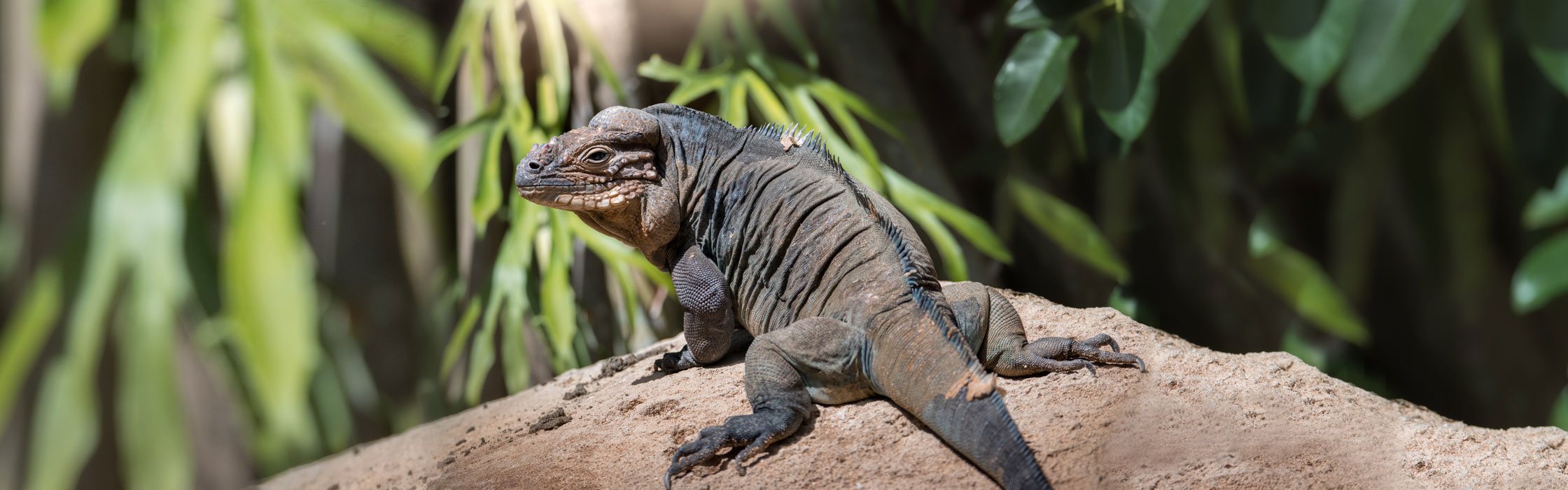 5955_AZ_Adopt_Rhino_Ig_2240x700_WEB