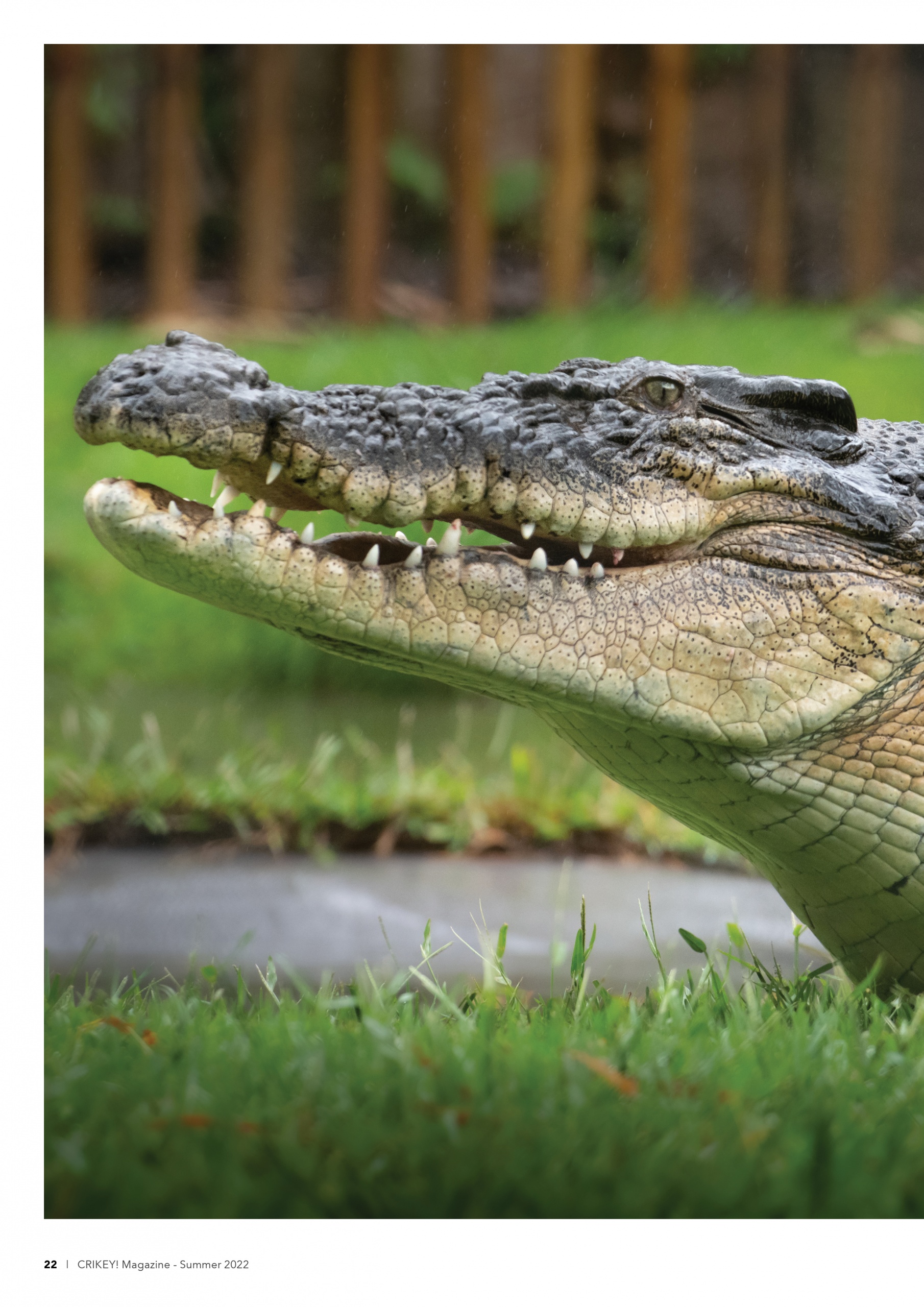 Crikey Magazine Australia Zoo The World’s WILDEST Magazine!